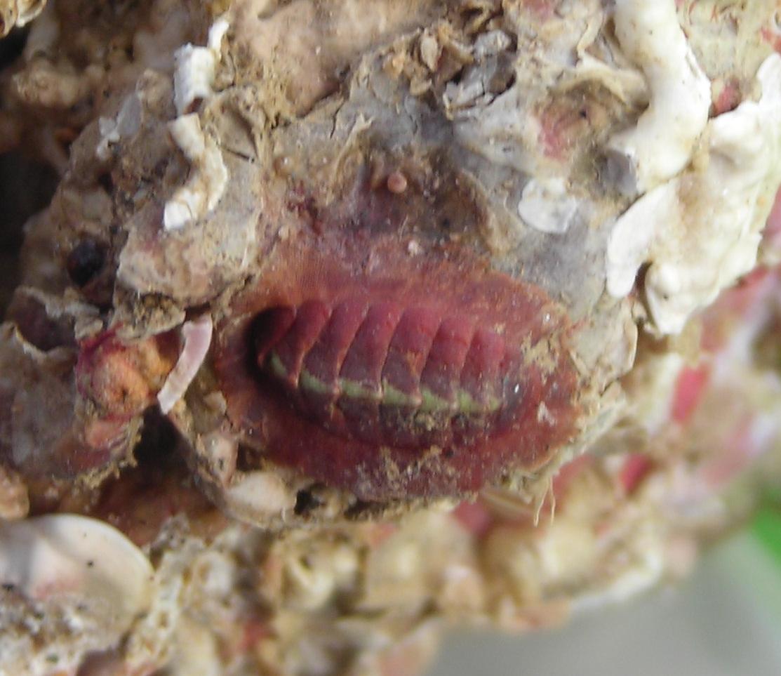 Chiton corallinus?